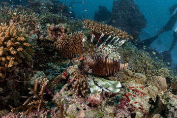 Obraz premium Scuba diving in the Maldives during New Year 2025.