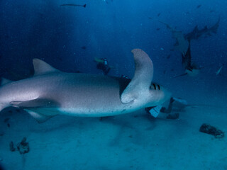 Scuba diving in the Maldives during New Year 2025.