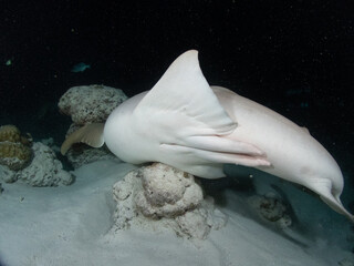 Scuba diving in the Maldives during New Year 2025.
