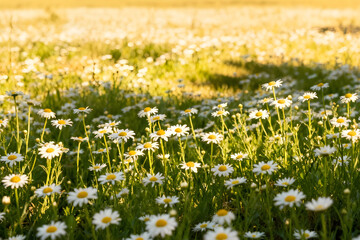 Blooming Daisy Field Under Warm Sunlight by generative AI technology