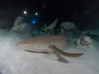 Scuba diving in the Maldives during New Year 2025.
