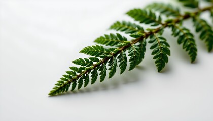 A branch with sparse green leaves in front of a solid white background.
