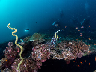 Fototapeta premium Scuba diving in the Maldives during New Year 2025.