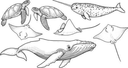 Marine animals sketch illustration set, whale turtle stingray narwhal artwork, ocean wildlife line drawing collection, underwater creatures, scientific style vector, vintage engraving design © Creative Mind