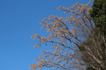 青空とセンダンの実