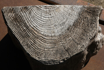 半月に切った樹