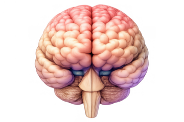 Human brain illustration showing anatomy, intelligence, learning, and neurological science on transparent background