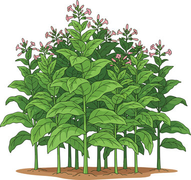 tobaco nicotiana tobaco