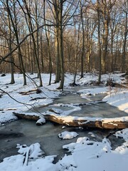 Frozen forest stream covered with snow and fallen trees; cold seasonal conditions with natural textures of ice, snow, and wood in a quiet woodland environment. Ideal for themes of winter, nature