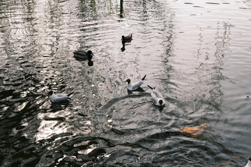 Water birds swimming on rippling lake with reflections and koi fish; nature scene of water birds swimming on a calm lake with textured ripples and abstract reflections on the water surface