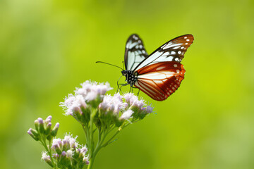 Fototapeta premium A Striking Butterfly Perched on Delicate White Flowers Against a Soft Green Backdrop, Capturing the Essence of Natural Beauty and Serenity in Detail