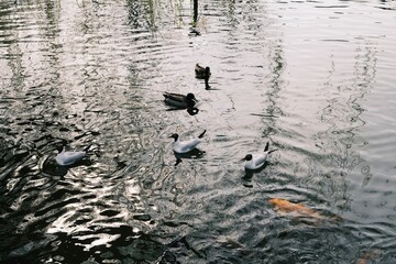 Water birds swimming on rippling lake with reflections and koi fish; nature scene of water birds swimming on a calm lake with textured ripples and abstract reflections on the water surface