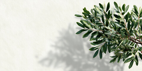 Olive branch with deep green leaves casting soft shadows on a textured offwhite background, symbolizing nature, peace, and organic growth