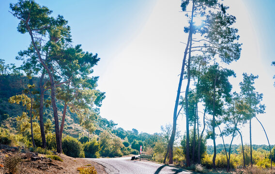 Phaselis ancient ruins forest road, Pine forest path Phaselis Turkey, Antique city ruins Kemer &Ccedil;amyuva, Ancient Phaselis trail hike, Phaselis ancient city Turkey, Forest road to the ruins of Phaselis,