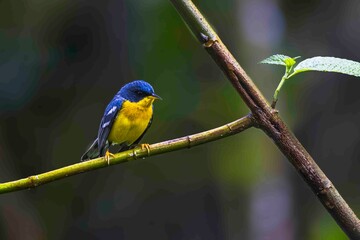A small, brightly colored bird is perched on a tree branch.