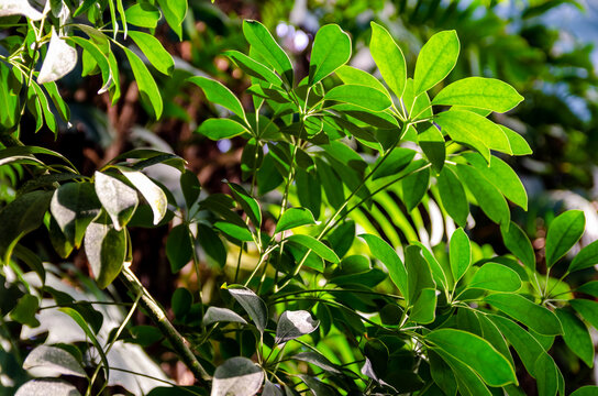 Lush green Schefflera umbrella plant leaves with glossy foliage in bright natural sunlight. Tropical houseplant with vibrant palmately compound leaves on branches, perfect home decor element