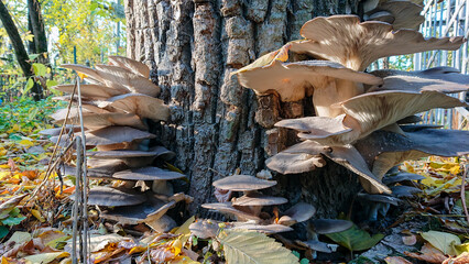 Oyster mushrooms growing on tree trunk in autumn forest. Natural fungus cluster on wooden bark with fallen leaves. Outdoor nature scene with edible wild mushrooms in seasonal woodland environment