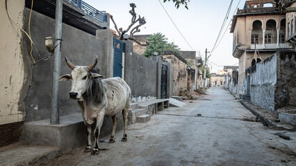 Holy cow in a street of India © pwollinga