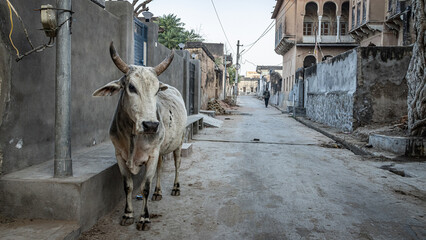 Holy cow in a street of India © pwollinga