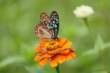 Obraz premium A Striking Image of a Blue Tiger Butterfly Perched Delicately on a Vibrant Orange Zinnia Flower in a Lush Green Garden Setting, Captured in Sharp Detail