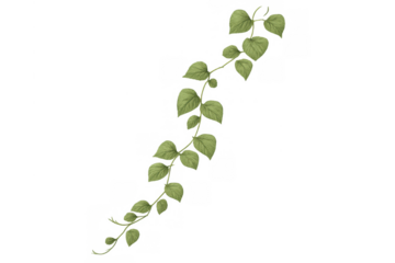 Green vine with fresh green leaves growing, creating a natural border or decorative element on transparent background