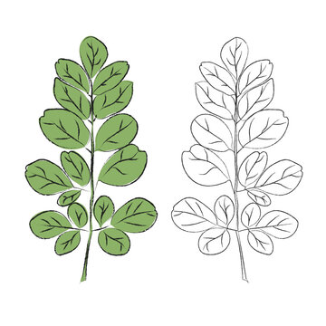 Illustration moringa branch illustrations, Clean vector set ideal for packaging, label and and product design, Vector illustration of moringa leaves, on a clean background, Illustration of moringa