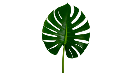 green leaf isolated on white background.Green tropical leaf monstera Pro PNG