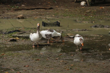 City views and travel routes from Sinop, the pearl of the Black Sea. Sinop Hamsilos, Alaaddin Mosque built in 1214, Erfelek Waterfall with 28 levels.