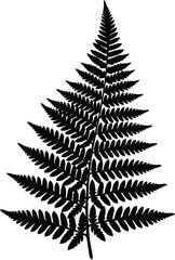 Naklejka premium Black silhouette of a fern frond on a white background
