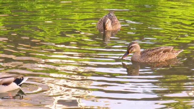 Wild duck is swimming in the water