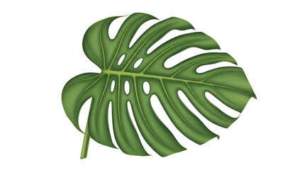Large green monstera leaf isolated on white background for tropical plant and jungle foliage decoration