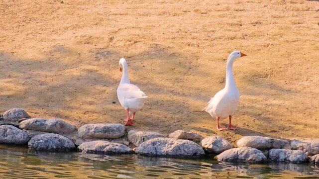 Daejeon, South Korea - 1 Oct, 2024 : KAIST campus goose flock wandering