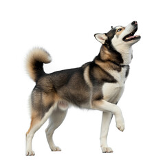 Alert Siberian Husky dog with thick coat and bushy tail standing on three legs isolated on white background portrait illustration