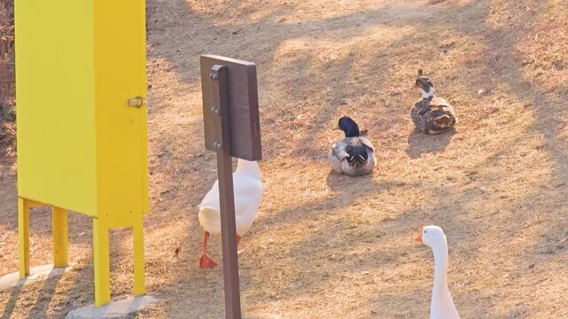 Daejeon, South Korea - 1 Oct, 2024 : KAIST campus goose flock wandering