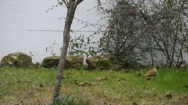 Observation du Pic vert