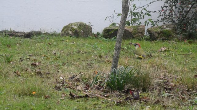 Observation du Pic vert