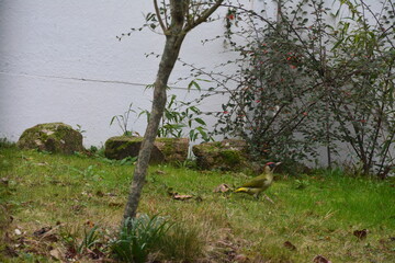 Observation du Pic vert