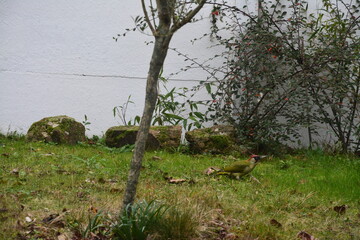 Observation du Pic vert