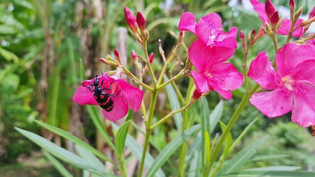 Macro shot of red blister beetle feeding on pink flower garden scene closeup natural