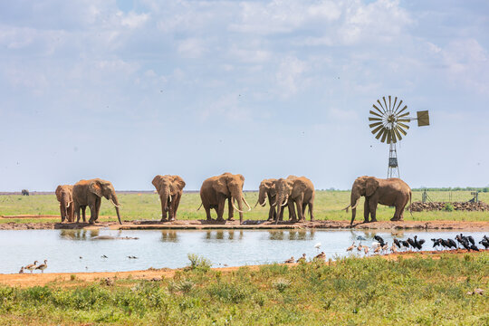 Elephants drinking and bathing at a watering hole during a safari in Kenya, Africa. 
