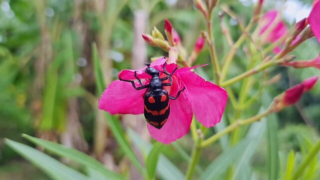 Macro shot of red blister beetle feeding on pink flower garden scene closeup natural
