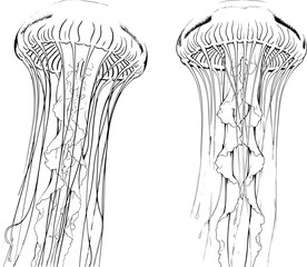 Detailed marine life illustration of floating jellyfish with long tentacles line art for ocean themes © FrajanaAI