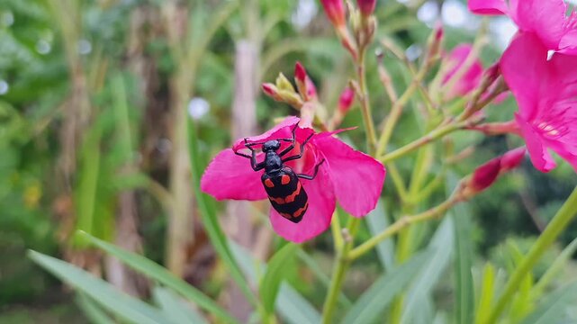 Macro shot of red blister beetle feeding on pink flower garden scene closeup natural
