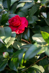 서울 숲의 겨울 이야기