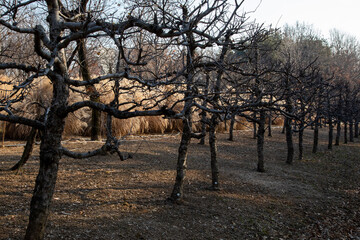 서울 숲의 겨울 이야기