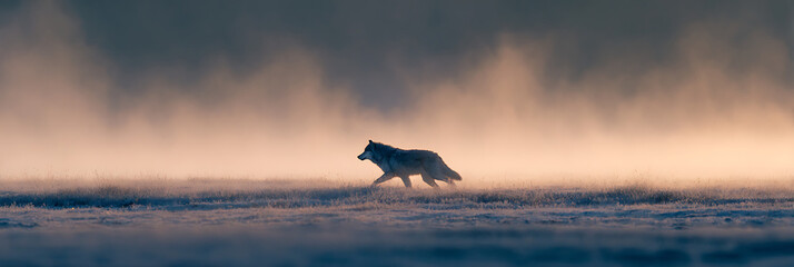 Lone Wolf Silhouette: A solitary wolf strides purposefully through a misty landscape, its silhouette against the dawn sky embodies resilience and the wild spirit.