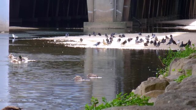 Wild duck is swimming in the water