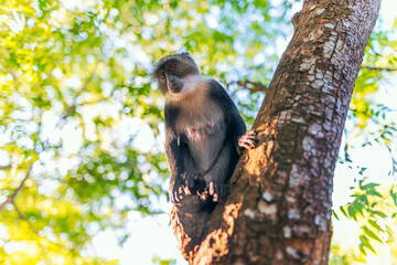 Common vervet monkey (Chlorocebus pygerythrus) perched on a tree branch in Kenya, surrounded by natural greenery.