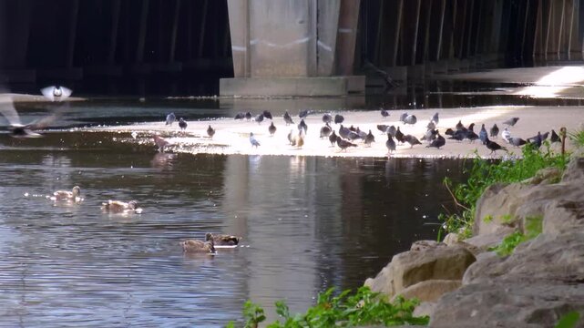 Wild duck is swimming in the water