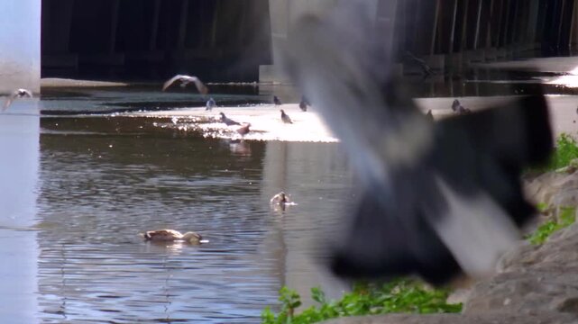 Wild duck is swimming in the water